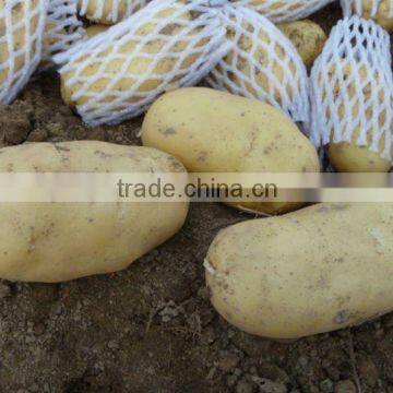 china new harvest potato