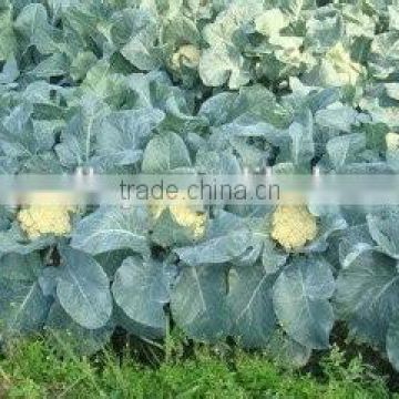 Hybrid cauliflower seeds for growing- Soft Sweet 75