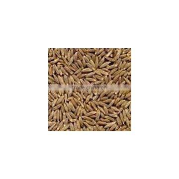 Cumin seeds