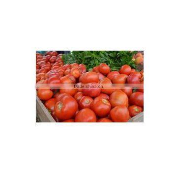 Red tomatoes