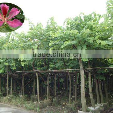 blooming Bauhinia variegata L of outdoor decorative ornamental landscape plants