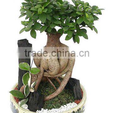 Indoor and outdoor plants Ficus microcarpa Linn. f.