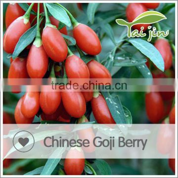 China New Fresh Goji Berry Plants