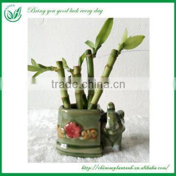 Bonsai Lucky Bamboo