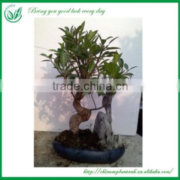 Indoor Plants Ficus Evergreen Bonsai