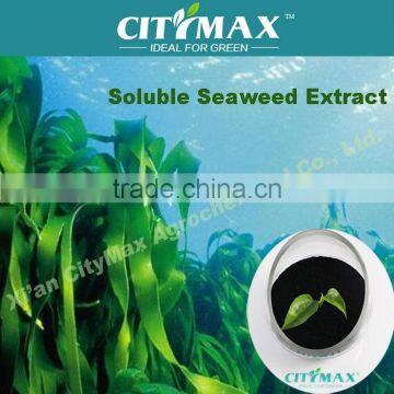 dried marine algae extract fertilizer with high organic matter to fertilizer foliar