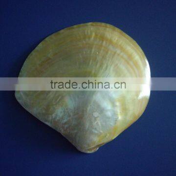 polished yellow lip mother of pearl shell