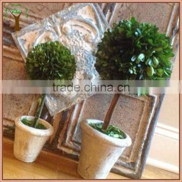 Decorative Single Prserved Boxwood Ball Tree photo-3