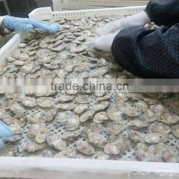 Clam Variety Frozen Half-shell Short Necked Clam
