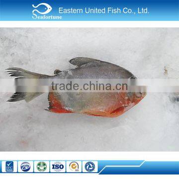 wild new arrival red pomfret fish from china