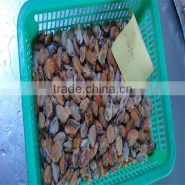 blue mussel meat(300-500)