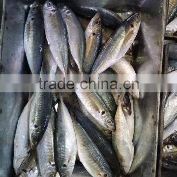 Frozen Seafood Horse Mackerel New Fish Horse Mackerel photo-2