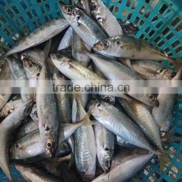 Horse mackerel frozen new fish seafood small eye horse mackerel