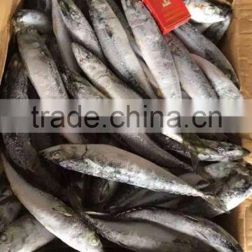 SHIPFROZEN &SeaFrozen pacific mackerel 200-300g 2016 NEW ARRIVE