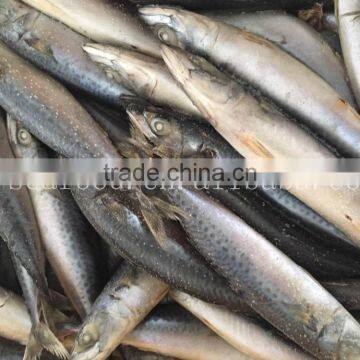 Frozen W/R Pacific/Atlantic Mackerel photo-3
