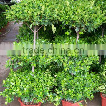 Ficus panda 3 steps topiary plant for landscaping