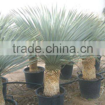 Yucca Rostrata photo-4
