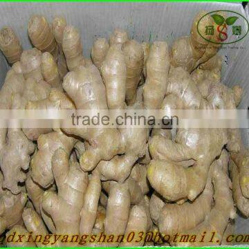Air Dry Ginger:Give You the Best Price/best Quality photo-3