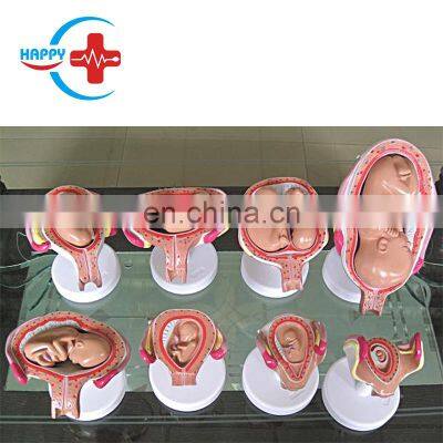 HC-S344 Obstetrics human embryo fetus gestation period demonstration model