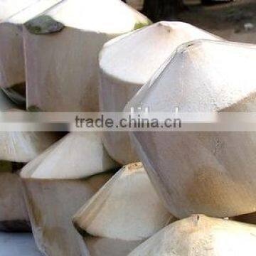 green tender coconut trimming machine price