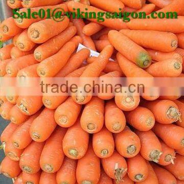 FRESH CARROT GOOD QUALITY FROM VIET NAM photo-2