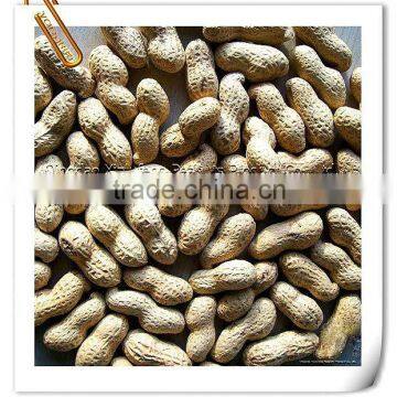Raw Peanuts in Shell with new crop