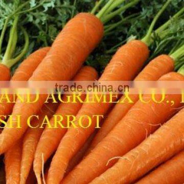 FRESH CARROT IN VIETNAM