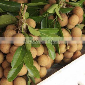 FRESH LONGAN FRUIT WITH BEST PRICE ANSD GOOD QUALITY