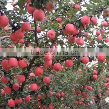 best price and good quality FUJI APPLE