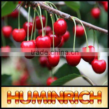 FAQ 9--What Should Pay Attention To Cultivation Of Cherries? photo-2