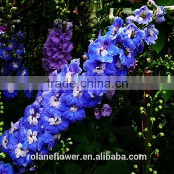 China supply high quality beatiful blue delphinium flowers