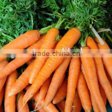 Supply Fresh Carrot With Good Quality for Sale