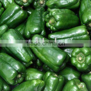 Cninese fresh green pepper with top quality