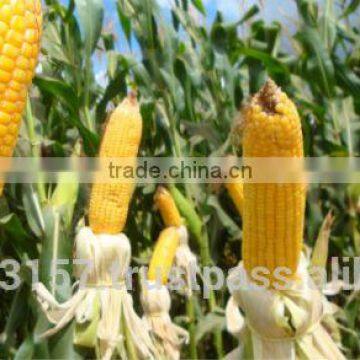 yellow maize supplier from india