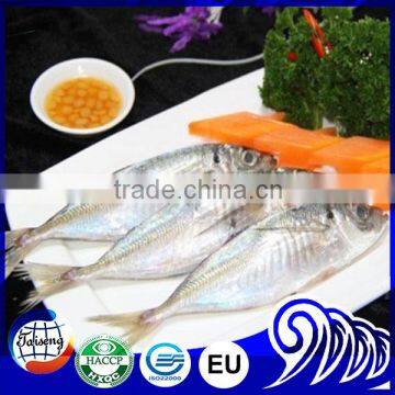 Frozen Seafood Horse Mackerel