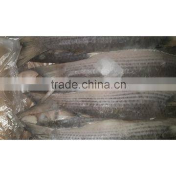 Frozen Seafood Whole Round Flathead Grey Mullet