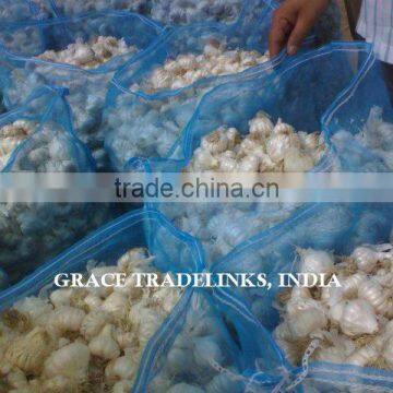 Fresh Normal White Garlic / Fresh Indian Garlic / Big Size Garlic