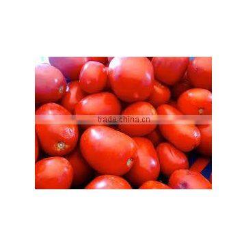Pusa Ruby Tomato photo-3