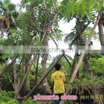 Blooming Plumeria Obtusa photo-2