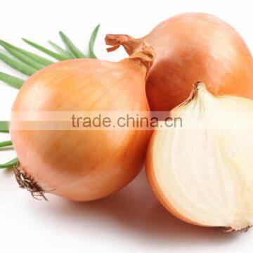 Fresh Onion