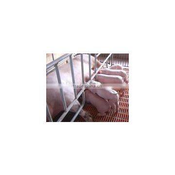 FL Sow Farrowing Crate photo-5