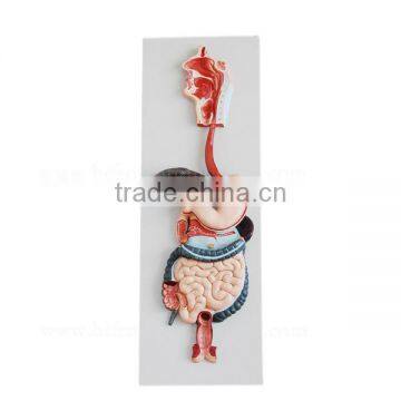 Vivid Organs Digestive System Human Torso Model photo-2
