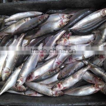 New Frozen Sardine in Fish 6-8 8-10 Pcs /kg photo-3