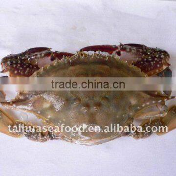 Frozen Swimming Crab ( Male )