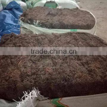 Gracilaria Seaweeds photo-5