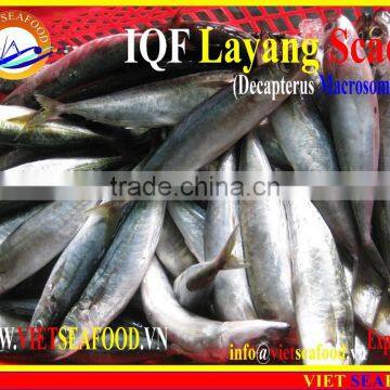 IQF LAYANG SCAD WHOLE ROUND