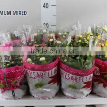 CHRYSANTHEMUM MIXED