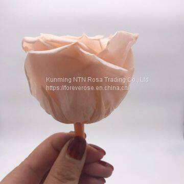 Wholesale High Quality Champagne Color Preserved Rose Heads