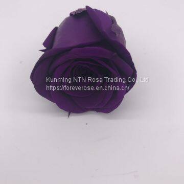 Preserved Fresh Roses Flower for Home Decoration photo-2