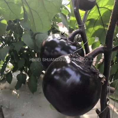 Round Shape Purple Eggplant Seeds Vegetable Seeds